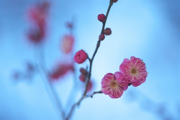 訳あり１７６開花中　強芳香性　百花繚乱彩の国　早咲きタイプ ｄｄフレグランス アプリコットゴールド　クリスマスローズ PART47です！ そろそろ桜？ 撮らなくっちゃ！』 クチコミ掲示板 - 価格.com