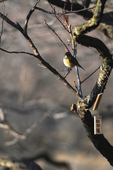 花など得意なジャンルのお写真を見せてください Part9 クチコミ掲示板 価格 Com