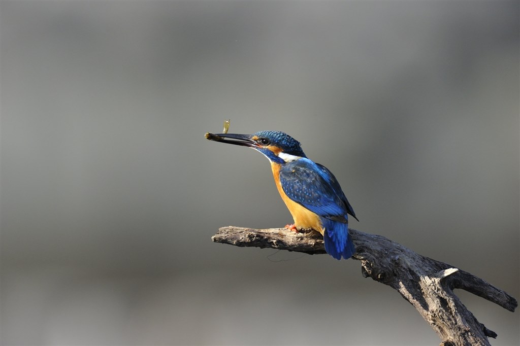 野鳥撮影の設定について』 ニコン D300 ボディ のクチコミ掲示板