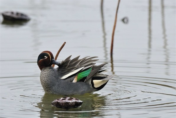 水鳥の洋風水彩画です アムタスト