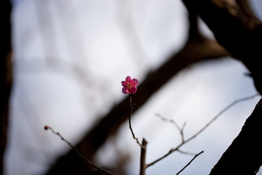 マクロ比較』 CANON EF100mm F2.8L マクロ IS USM のクチコミ掲示板 - 価格.com