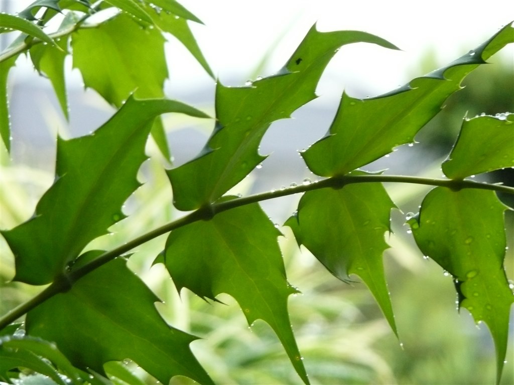 コンデジでぼかし撮影 初心者です クチコミ掲示板 価格 Com