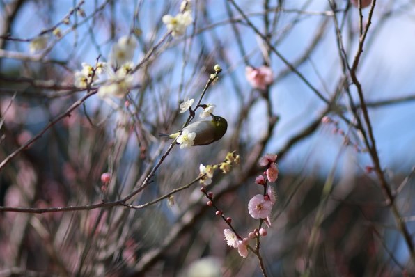 ＰＡＲＴ８です！！ お花で春を呼んじゃおう！！』 クチコミ掲示板