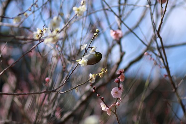 ＰＡＲＴ８です！！ お花で春を呼んじゃおう！！』 クチコミ掲示板 - 価格.com