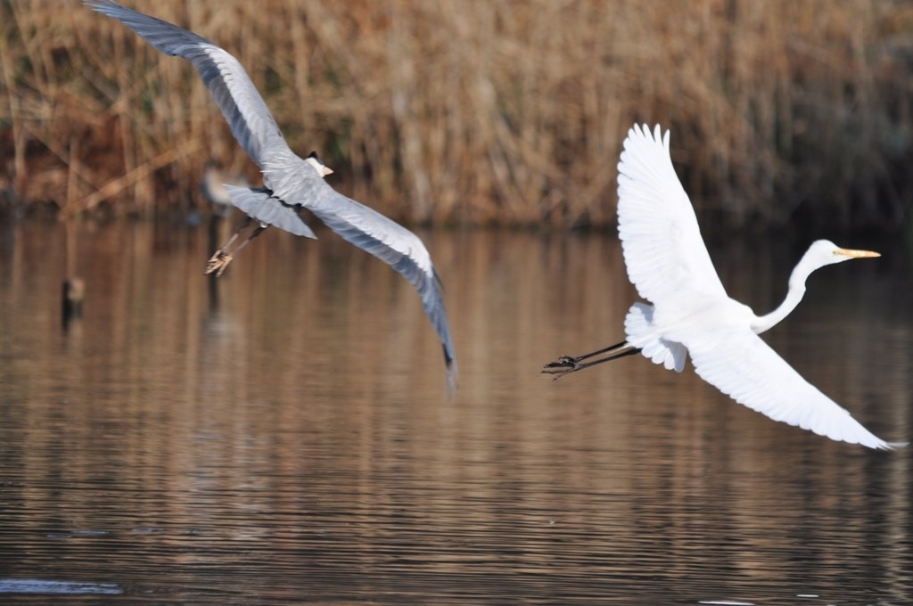 蒼鷺大鷺の飛翔』 シグマ APO 150-500mm F5-6.3 DG OS HSM (ﾆｺﾝ