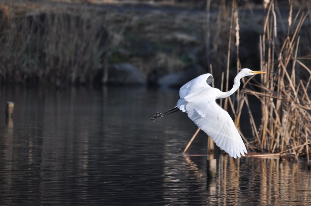 蒼鷺大鷺の飛翔』 シグマ APO 150-500mm F5-6.3 DG OS HSM (ﾆｺﾝ