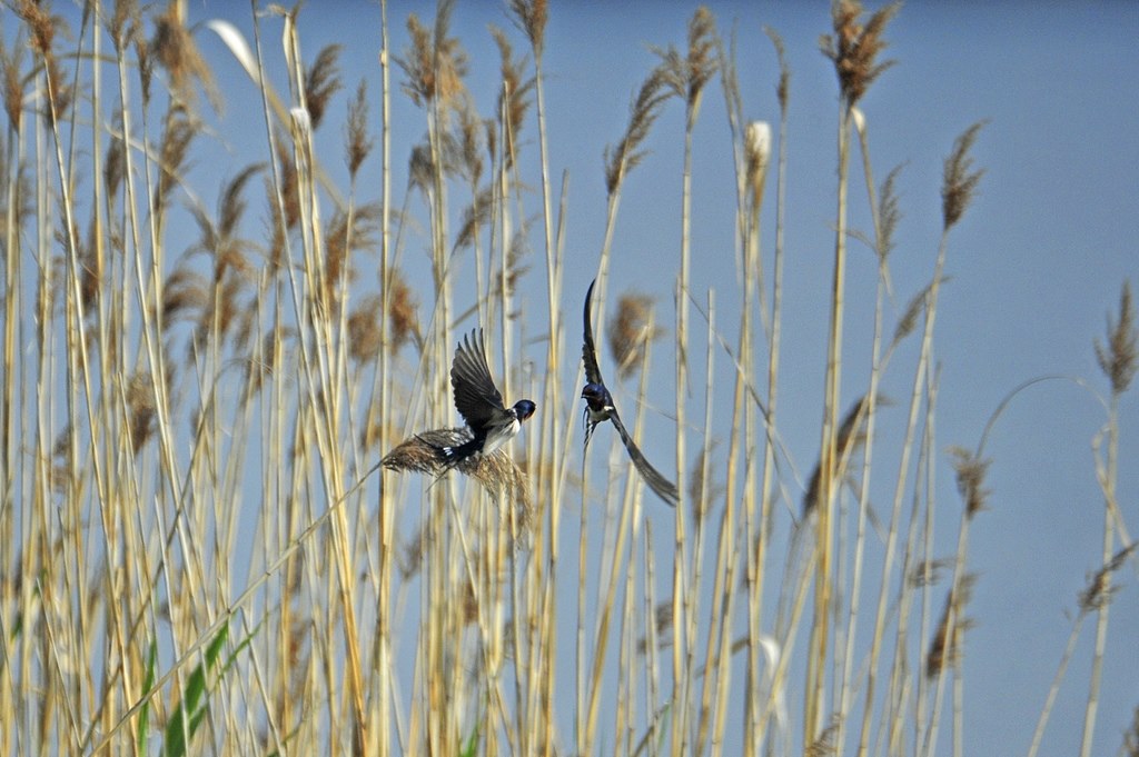 ミラーレンズ 500mm おもしろい写真が撮れます ミラーレンズ 500mm