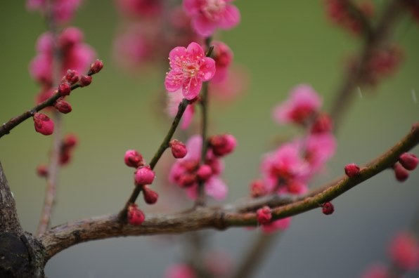 花など得意なジャンルのお写真を見せてください Part10 クチコミ掲示板 価格 Com