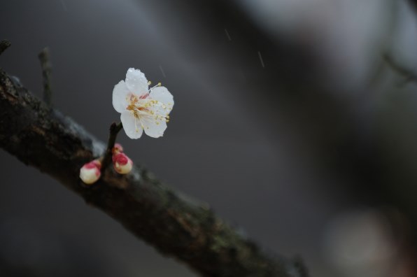 花など得意なジャンルのお写真を見せてください Part10 クチコミ掲示板 価格 Com