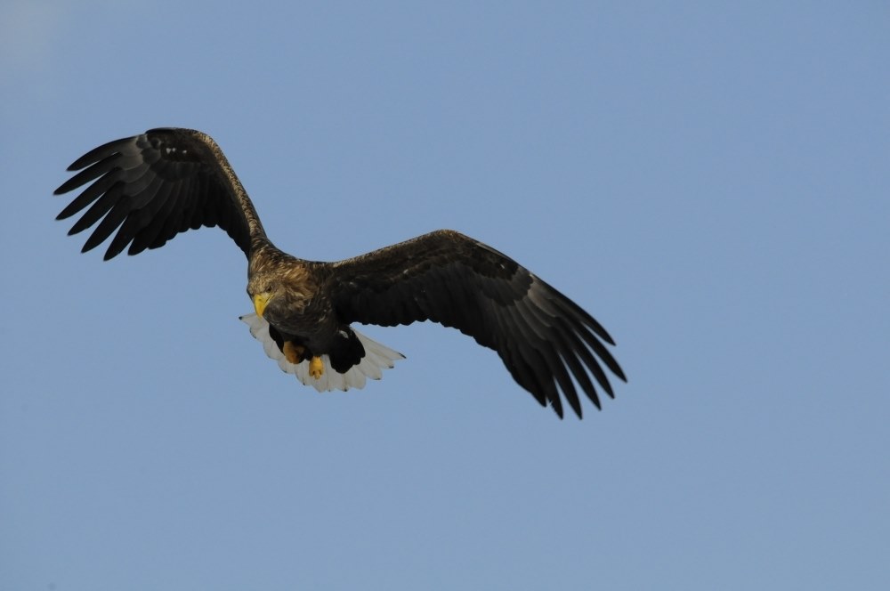 蒼鷺大鷺の飛翔』 シグマ APO 150-500mm F5-6.3 DG OS HSM (ﾆｺﾝ