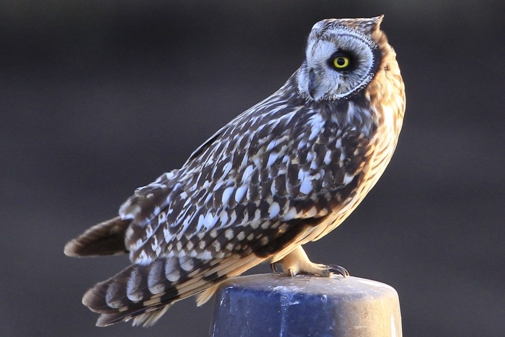 野鳥撮影に！Canon EF600mm F4 L USM コミミですが、如何ですか