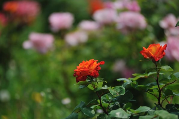 デジタル一眼で 初夏の花を楽しく撮ろう！』 クチコミ掲示板