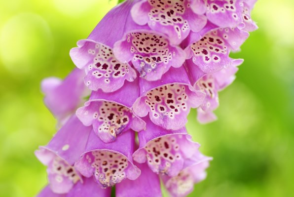 デジタル一眼で 初夏の花を楽しく撮ろう クチコミ掲示板 価格 Com