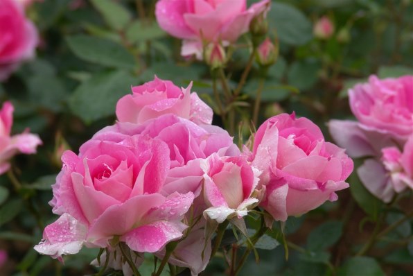 デジタル一眼で 初夏の花を楽しく撮ろう！』 クチコミ掲示板 - 価格.com