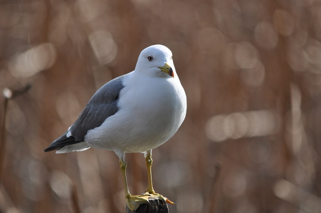 蒼鷺大鷺の飛翔』 シグマ APO 150-500mm F5-6.3 DG OS HSM (ニコン 蒼鷺大鷺の飛翔』 シグマ APO 150-500mm F5-6.3 DG OS HSM (ニコン