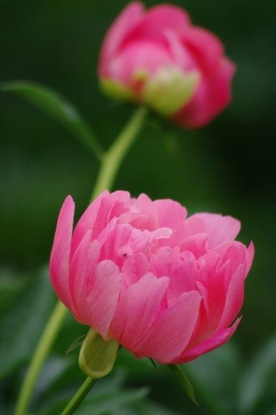 デジタル一眼で 初夏の花を楽しく撮ろう！』 クチコミ掲示板 - 価格.com
