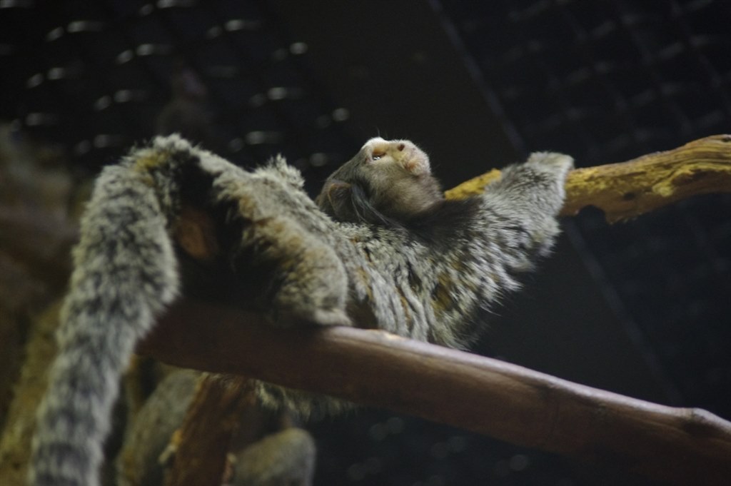 動物園で撮ってきました！』 ペンタックス PENTAX K-x ダブルズーム