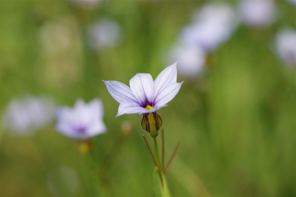 デジタル一眼で 初夏の花を楽しく撮ろう！』 クチコミ掲示板