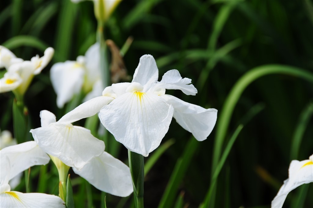 鳶 とんび が撮れました ニコン D300 ボディ のクチコミ掲示板 価格 Com