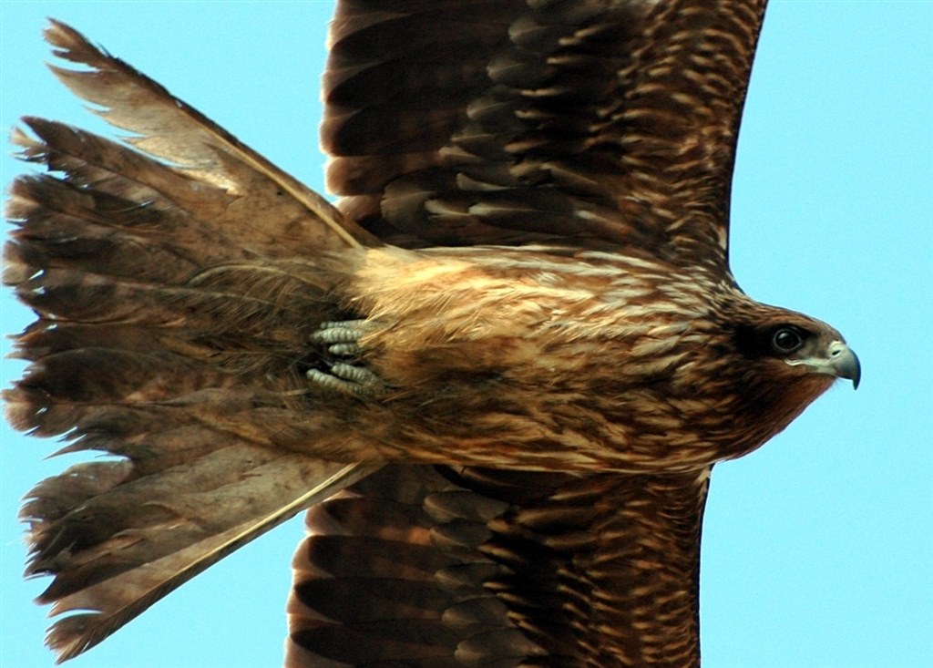 鳶 とんび が撮れました ニコン D300 ボディ のクチコミ掲示板 価格 Com