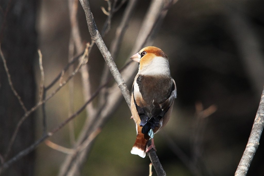 作例』 シグマ APO 150-500mm F5-6.3 DG OS HSM (ｷﾔﾉﾝ用) の