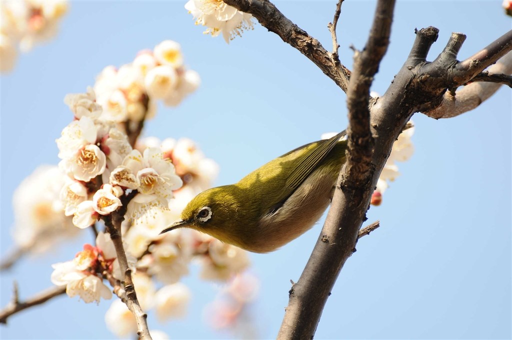 野鳥撮影設定について』 ニコン D300S ボディ のクチコミ掲示板 野鳥撮影設定について』 ニコン D300S ボディ のクチコミ掲示板