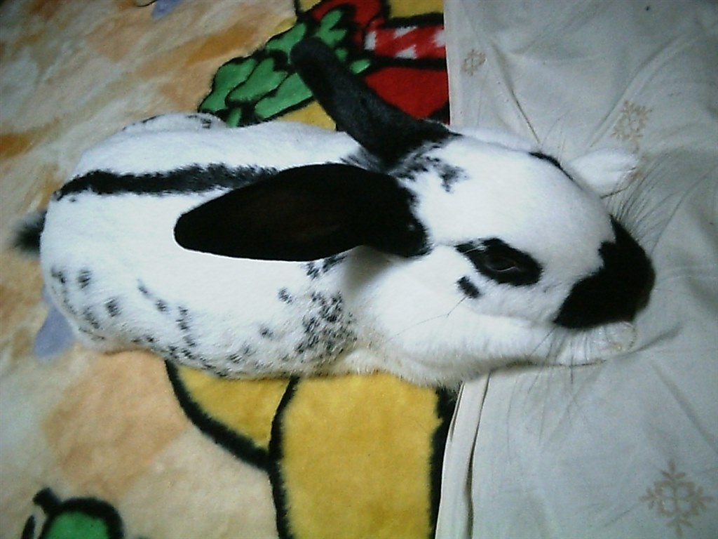 うちの子もイングリッシュスポットです ウサギ イングリッシュスポット のクチコミ掲示板 価格 Com