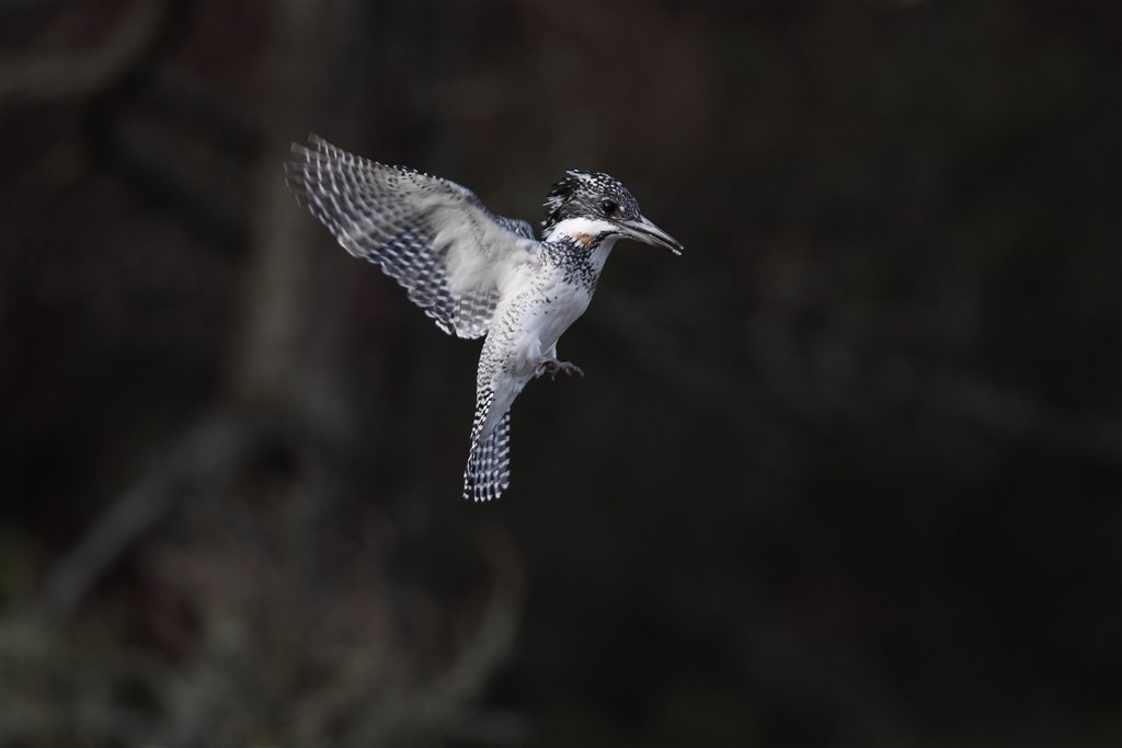 野鳥撮影に！Canon EF600mm F4 L USM 野鳥撮影に！Canon EF600mm F4 L USM EOS R7で野鳥撮影 カワセミ