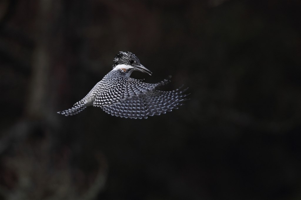 野鳥撮影に！Canon EF600mm F4 L USM 超望遠撮影、基礎編「野鳥撮影入門」 EF600mm F4L IS III USM
