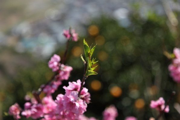 Part11です 桜3月お花見だあ クチコミ掲示板 価格 Com