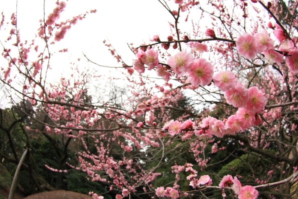 PART11です。桜3月お花見だあ～・・・』 クチコミ掲示板 - 価格.com