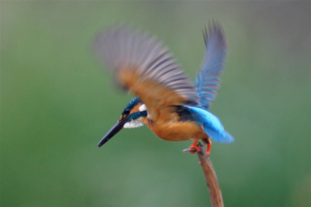 高速連写』 SONY α550 DSLR-A550 ボディ のクチコミ掲示板 - 価格.com