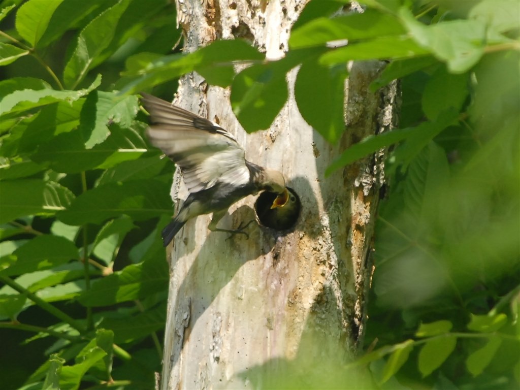 鳶 とんび が撮れました ニコン D300 ボディ のクチコミ掲示板 価格 Com