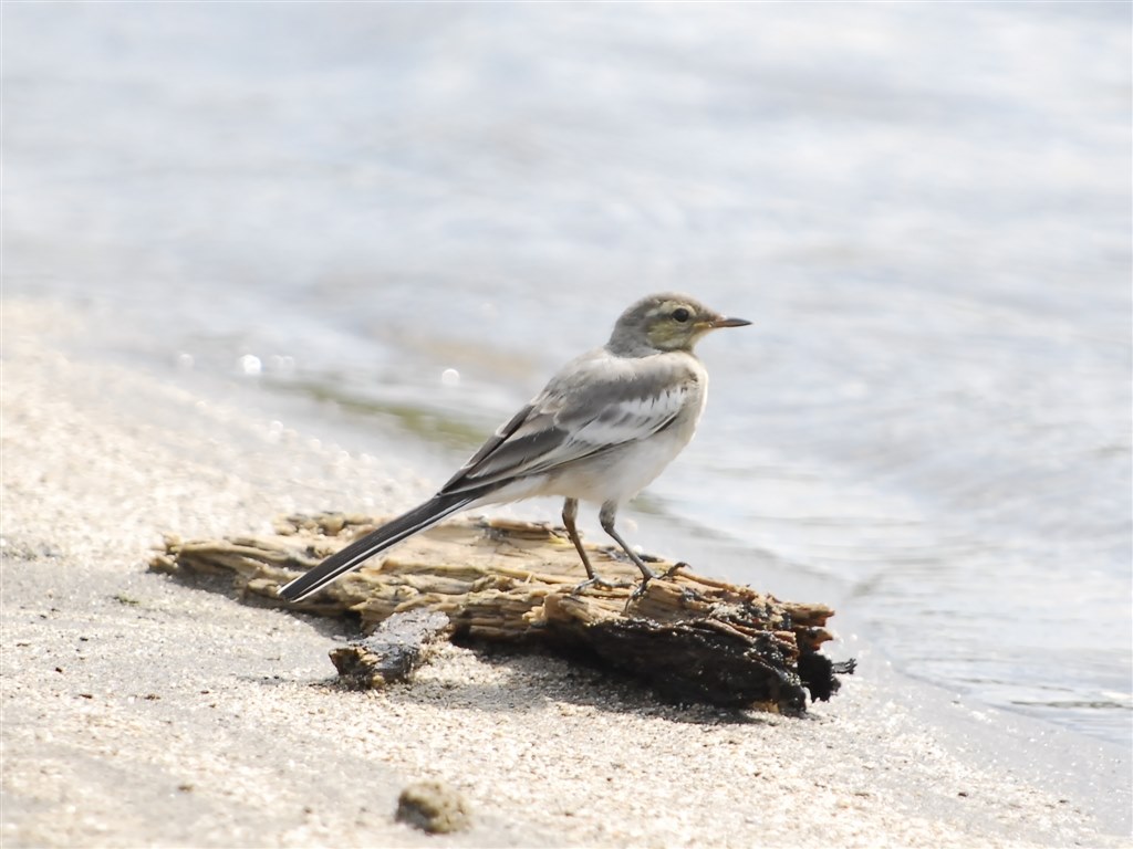 鳶（とんび）が撮れました。』 ニコン D300 ボディ のクチコミ掲示板