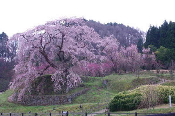 とっておきの「桜」 春の光景をお見せください』 ペンタックス PENTAX K-7 ボディ のクチコミ掲示板 - 価格.com