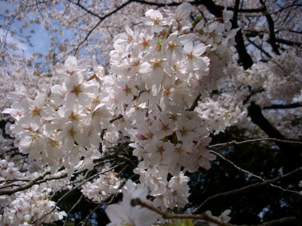 【動作確認済み】POLAROID I834 単三電池対応 ポラロイド i834投稿画像・動画 - 価格.com