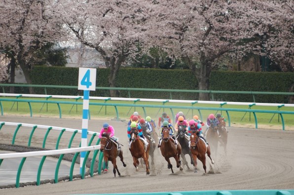 第47回日経賞(GII) 優勝馬セイウンスカイ単勝馬券 - コレクション