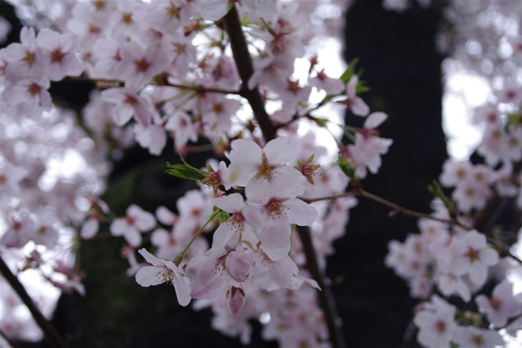 素晴らしいレンズなのに・・・』 ペンタックス FAズーム20