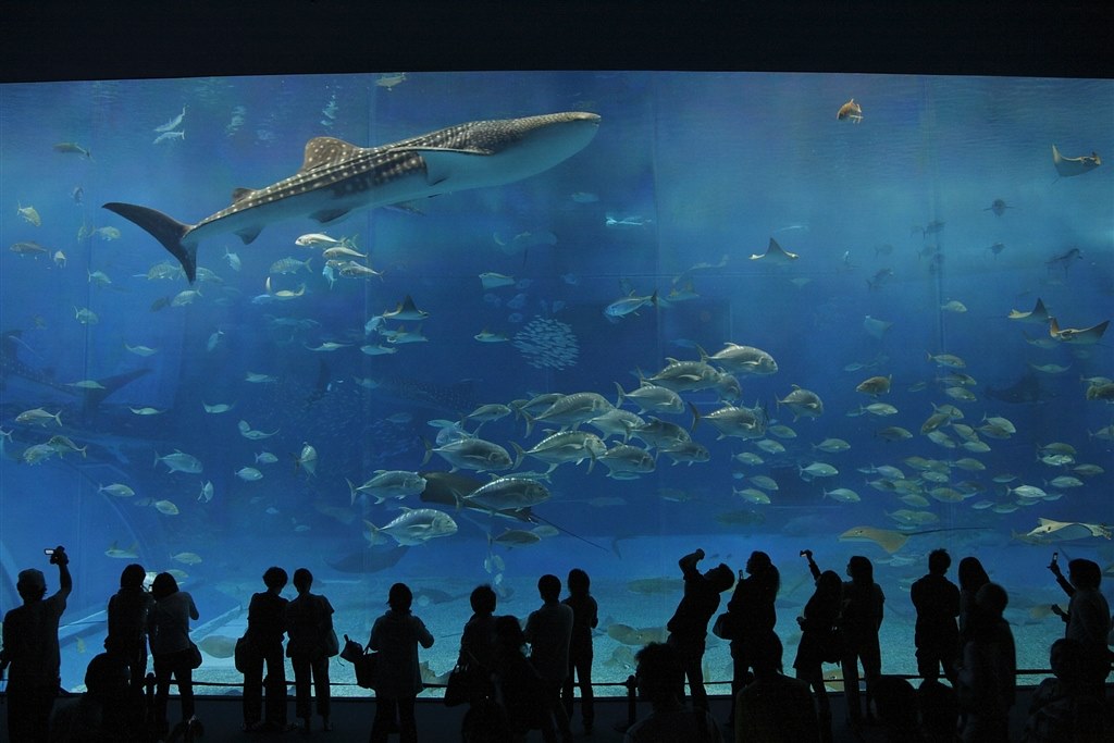 水族館での撮影 Canon Eos Kiss X4 ボディ のクチコミ掲示板 価格 Com