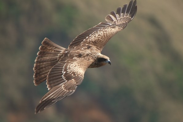 鳶とカモメを撮ってみました』 シグマ APO 50-500mm F4.5-6.3 DG OS HSM (キヤノン用) のクチコミ掲示板 - 価格.com