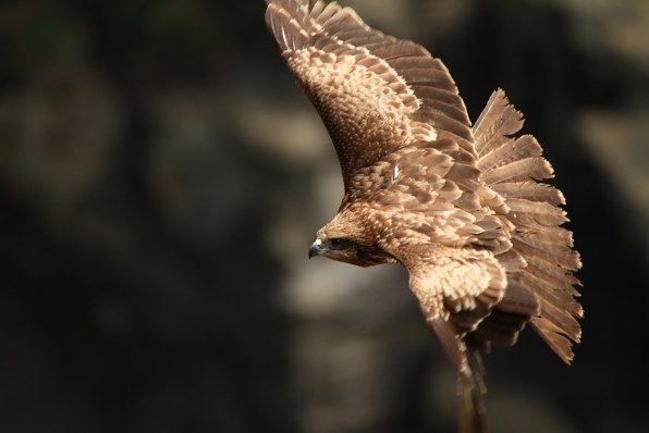 鳶とカモメを撮ってみました』 シグマ APO 50-500mm F4.5-6.3 DG OS HSM (キヤノン用) のクチコミ掲示板 - 価格.com