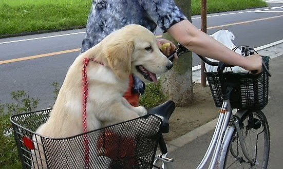 安定した走りの出来る自転車 探し中です 愛犬をかごに入れて クチコミ掲示板 価格 Com