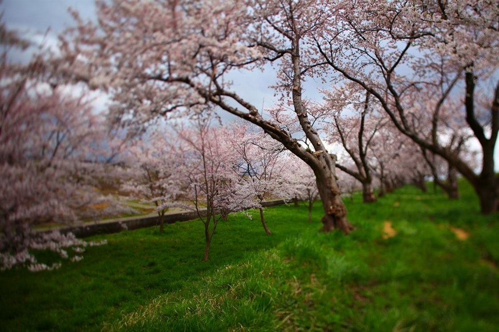 ジオラマ ミニチュア風写真 Canon Ts E24mm F3 5l Ii のクチコミ掲示板 価格 Com