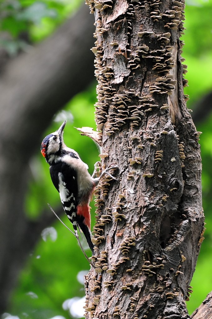 野鳥観察のレンズ組み合わせで迷っています』 CANON EOS 7D ボディ の