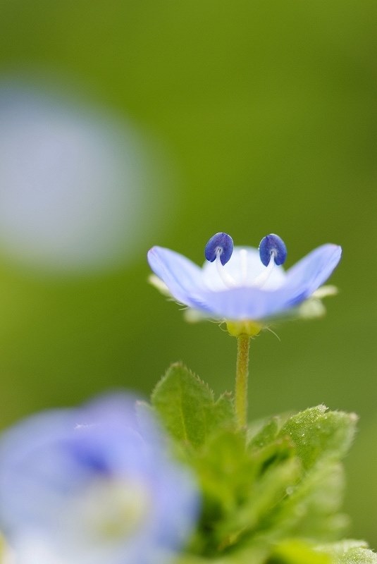初のマクロレンズ購入を考えています』 TAMRON SP AF90mm F/2.8 Di