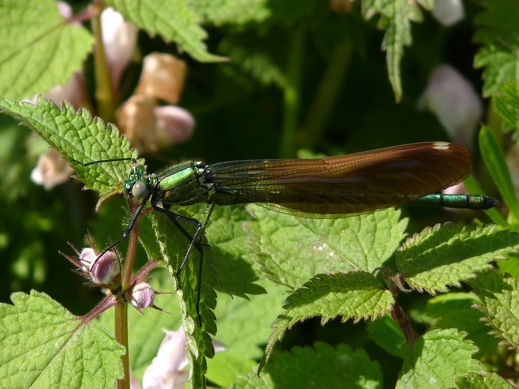 マクロ作例』 パナソニック LUMIX DMC-FZ38 のクチコミ掲示板