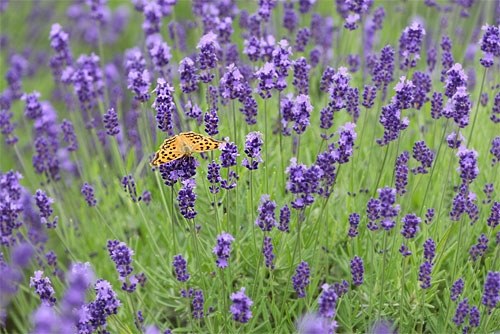 旬の作例写真』 CANON EOS-1D Mark III ボディ のクチコミ掲示板