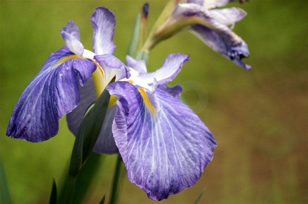 野鳥撮影に！Canon EF 500mm F4 IS Canon EF500mmF4L IS USM × EOS7DMarkⅡ 鳥さんの写真 #野鳥 | 写真の