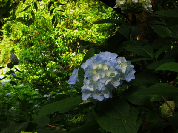 あじさい 花菖蒲の 作例を 拝見させて くださぁ＾い♪』 CANON