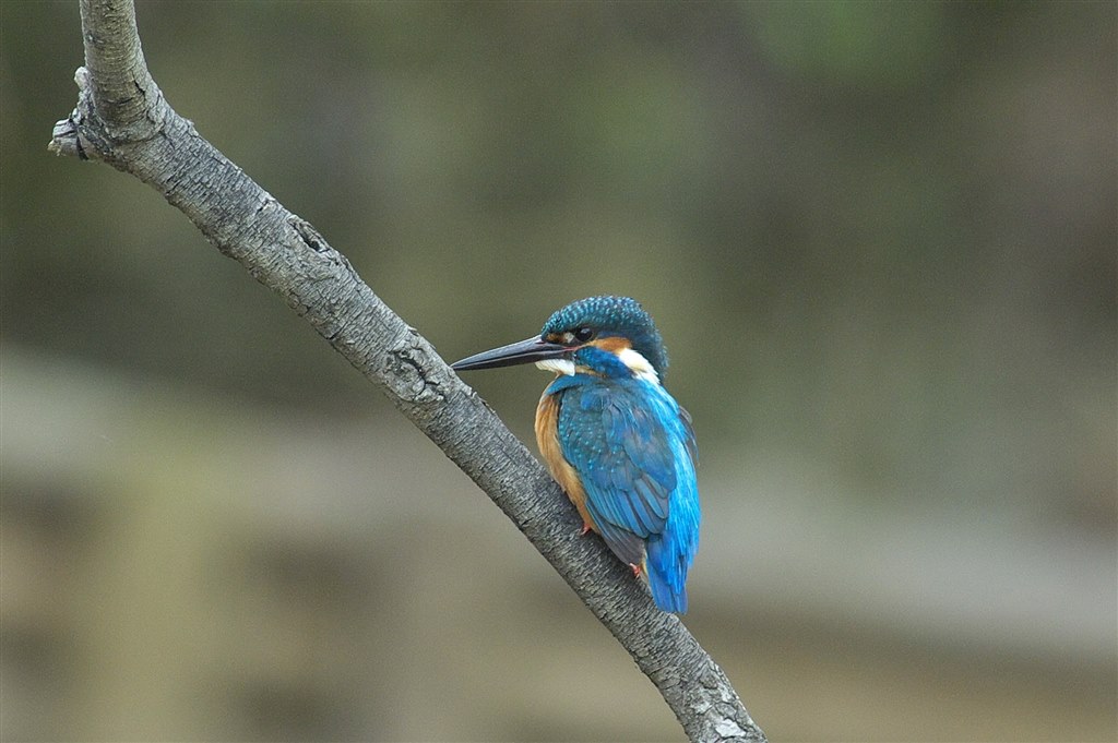 野鳥撮りに如何』 シグマ APO 300mm F2.8 EX DG/HSM (ﾆｺﾝ AF) の